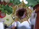 Huernia zebrina v. zebrina