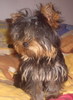 Mafy