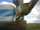 DSC00194