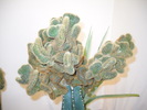 DSCN1588