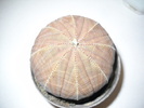 DSCN1601