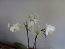 Phalenopsis alba