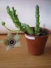 Orbea pulchella