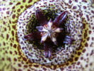 Orbea pulchella (5)