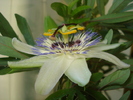PASSIFLORA