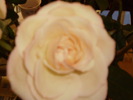 P4050039