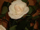 P4050046