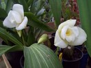 Lycaste