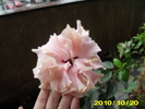 Picture 007