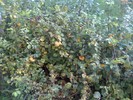 gramada de frunze -toamna