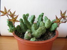 Piaranthus geminatus v. foetidus