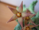 Piaranthus geminatus v. foetidus (4)