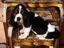 Catei Poze Caini Dogs Wallpapers Basset Hound