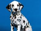 Dalmatian Cuminte Catei Poze Caini Dogs Wallpapers