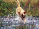 Labradori in Actiune Poze Caini Wallpapers