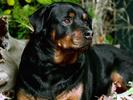 Retriever Dogs Wallpapers Poze Animale Caini