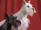 Schnauzers Dogs Wallpapers Poze Caini Parteneri