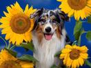 Shepherd Australian Poze Caini Dogs Wallpapers