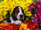 Basset Hound Poze Caini Wallpapers