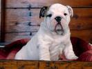 Bulldog Pui Poze Caine Buldog Desktop Wallpaper