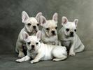 Bulldogi Francezi Catei Wallpapers Caini Geniali