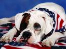 Caine Boxer Poze cu Caini Destepti Dogs Wallpapers