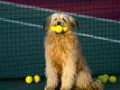 Caine in Sport Catei Poze Caini Dogs Wallpapers