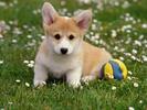 Caine Jucaus Poze Catei Wallpaper