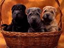Caini de Companie Desktop Wallpapers