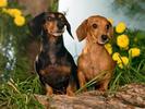 Caini Desktop Catei Wallpapers Dogs Pics
