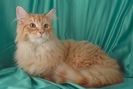 Maine-Coon-5636