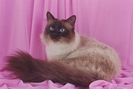Birman-5608