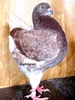 kingi 2010 104