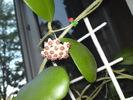 Hoya kerrii