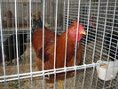 Walding -cocos rosu