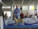 euro dog show 2010 slovenia