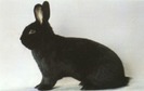 schwarze_wiener