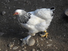DSCN0091