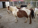 DSC01030