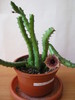Huernia recondita