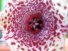 Huernia recondita