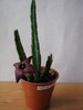 Stapelia baylissi 4 petale