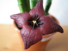 Stapelia baylissi 4 petale (9)