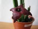Stapelia baylissi 4 petale (10)