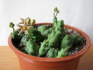 Piaranthus cornutus