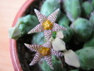 Piaranthus cornutus