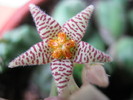 Piaranthus cornutus