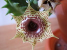Huernia zebrina 6 petale