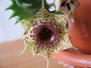 Huernia zebrina 6 petale (1)