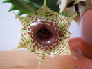 Huernia zebrina 6 petale (2)